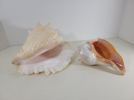 2 Large Conch Seashell Shells - Great Pink Colors Wedding Ocean Beach Decor - $59.95
