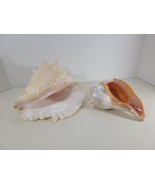 2 Large Conch Seashell Shells - Great Pink Colors Wedding Ocean Beach Decor - $54.76 CAD