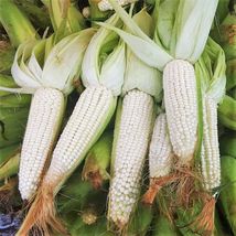 90 Pcs Stowell&#39;s Evergreen White Sweet Corn Seeds #MNTS - £15.66 GBP