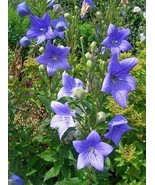 Platycodon Grandiflorus Blue Balloon Flower Chinese Bellflower 10 Seeds ... - $26.58