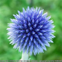 25 Blue Globe Thistle Echinops Ritro Southern Globethistle Flower Seeds Fresh Se - £12.79 GBP