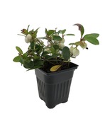 Winter Fiesta Wintergreen Plant - Gaultheria procumbens - 4&quot; Pot - $808.32 MXN