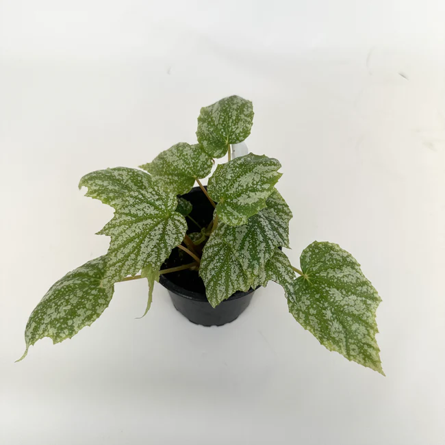 SKMO Begonia Formosana Forma Albomaculata 3 inch Seller US - £39.59 GBP