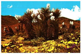 Springtime On The Desert Cactus Postcard - £5.49 GBP