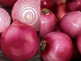 200+ Seeds Red Grano Onion Mild Short Day Vegetable Heirloom - £9.42 GBP