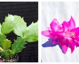 Vista Beauty Christmas Cactus Schlumbergera Truncata Starter Plant - $32.93