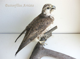 Saker Falcon Falco Cherrug VERY RARE Taxidermy Real Stuffed Bird Prey Hunting - $2,499.00
