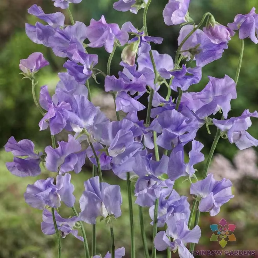 Fresh Seeds 50 Royal Lavender Sweet Pea Seeds for Planting Garden - $10.96