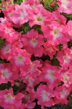 Petunia Seeds 50 Pelleted Seeds Dreams Coral Morn Garden USA Seeds - £7.72 GBP