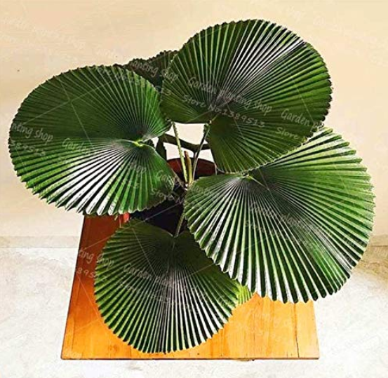 10 Seeds Palm Bonsai Plant Perennial Purification Air Palm Tree Family Potted Bo