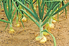 200 Vidalia Sweet Onion Seeds Organic Short Day Spring Fall Vegetable GardenFrom - $8.35