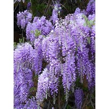 Wisteria 2 Rooted Live Plants - $25.00