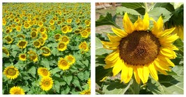 Sunflower Seeds (35cm Tall) Fresh Garden Seeds 150 Seeds/Bag  - £22.74 GBP