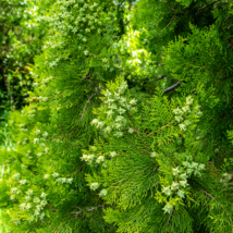 Cypress Trees Platycladus Orientalis Oriental Arborvitae Plants - 50 Seeds - £6.83 GBP