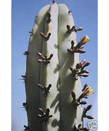 HOT Myrtillocactus geometrizans, cacti cactus seed 20 SEEDS - $14.00