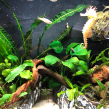 Pellia Moss Fern Aquarium Plant Java Fish Tank Aquascape Decoration - 10... - $214.09 MXN