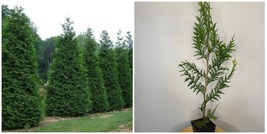 15 Thuja Green Giant Arborvitae Trees - 12-18&quot; Tall - Live Plants - 3&quot; Pots - H0 - £231.80 GBP