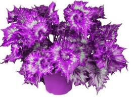 100% True Rare Purple &#39;Hot Wheel&#39; Chrysanthemum Flower Seeds FROM GARDEN - $5.00