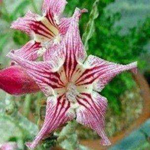 Adenium obesum Chrispum