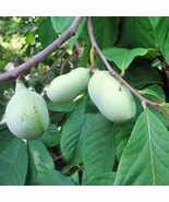 2 Big Pawpaw Trees 2-3 Ft Tall Ready To Plant Beautiful Garden - $66.99