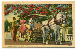 Horse Carriage Royal Poinciana Tree Nassau Bahamas linen postcard - £3.85 GBP