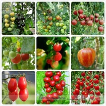 100 Seeds Mixed 9 Types Edible Cherry Tomato Very Sweet Garden - $7.79