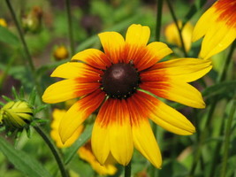 Gloriosa Daisy Seeds 300 Flower Perrenial Native WildflowerFrom US  - £6.62 GBP