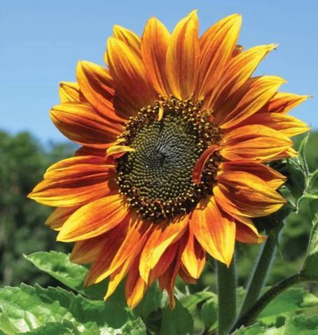 SYST 20 Seeds Autumn Beauty Mix Sunflower Heirloom Seed Catalog Home Gar... - $177.11 MXN