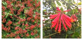 Cardinal Red - Major Wheeler Coral Honeysuckle Vine - Over 24&quot; Tall - Gallon Pot - $138.99