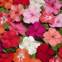 Easy To Grow Busy Lizzy Impatiens Super Elfin Xp Form Mix 100 Seeds - $7.16