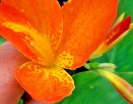 12 Canna Orange Punch Seeds Ships From USA - $12.80