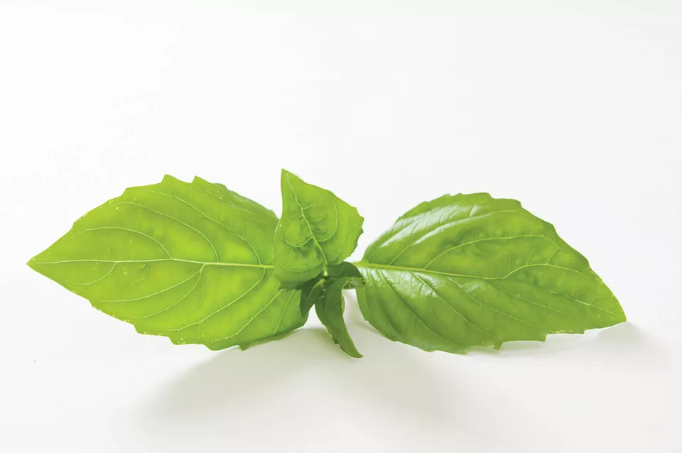 BStore 500 Seeds Basil Italian Large Leaf Herb Non-Gmo Heirloom - $9.45