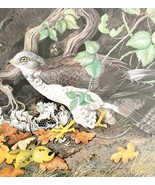 Honey Buzzard Art Print Color Plate Birds Of Prey Vintage Nature 1979 DW... - €30,18 EUR