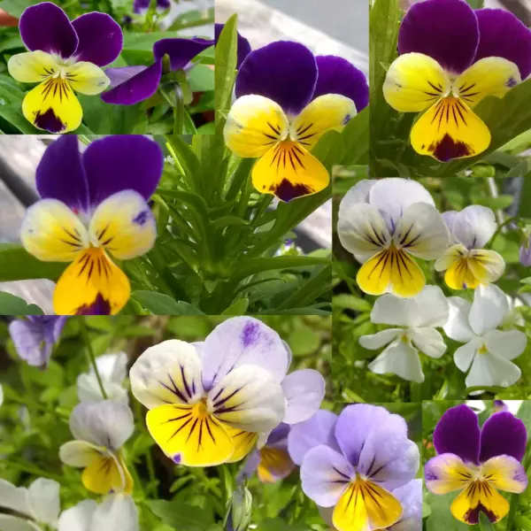Johnny Jump Up Purple Yellow White Lavender Violas Pansy Pollinator Flow... - $3.18