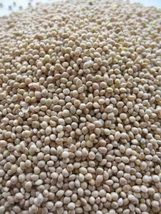 HeirloomSupplySuccess 400 Heirloom White Proso Millet Seeds - £5.23 GBP