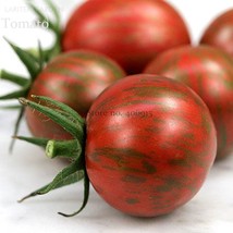 Artisan Purple Bumblebee Cherry Tomato 100 seeds organic edible tomato - £5.39 GBP