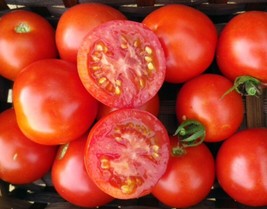 GIB 50 Seeds Easy To Grow Cupid Tomato Hybrid Vegetable Tomatoe - $9.00