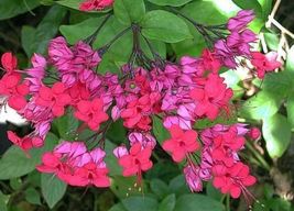 Bleeding Heart Rooted Starter Plant JAVA RED Clerodendrum Delectum~Red &amp; Purple - £26.84 GBP