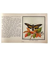 The Abbott Sphinx Moth 1934 Butterflies Of America Antique Insect Art PC... - $27.34 CAD
