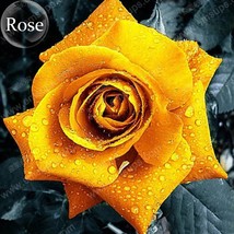 New Fresh Natural Golden Rose Flower 50 Seeds Open Pollinated Garden Yard Plants - $4.72