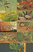 Tropical FISH-AQUARIUM~SIAMESE-TETRA-ZEBRA-SHARKS-GOURAMI~LOT Of 9 Postcards - £10.54 GBP