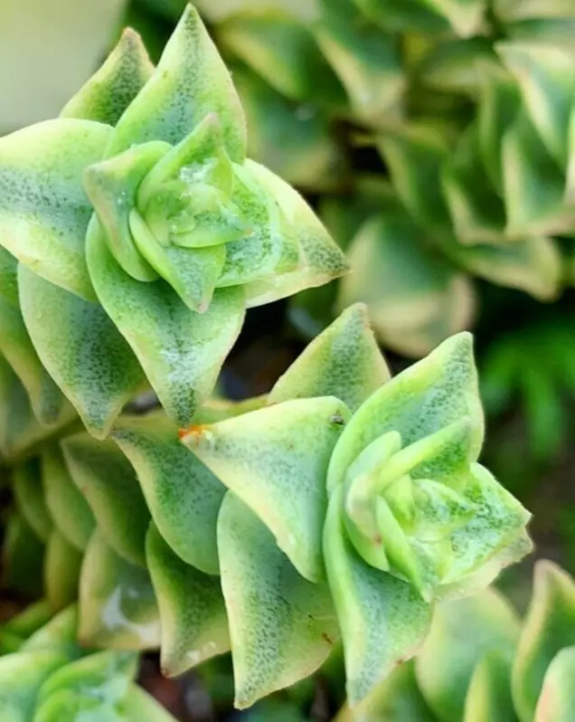 Succulent Crassula Perforata Variegata Variegated String of Buttons 1&quot; P... - $21.80