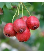 25 Hawthorn Seeds Crataegus Pinnatifida Chinese Hawthorn Tree Herb Fruit... - $28.90