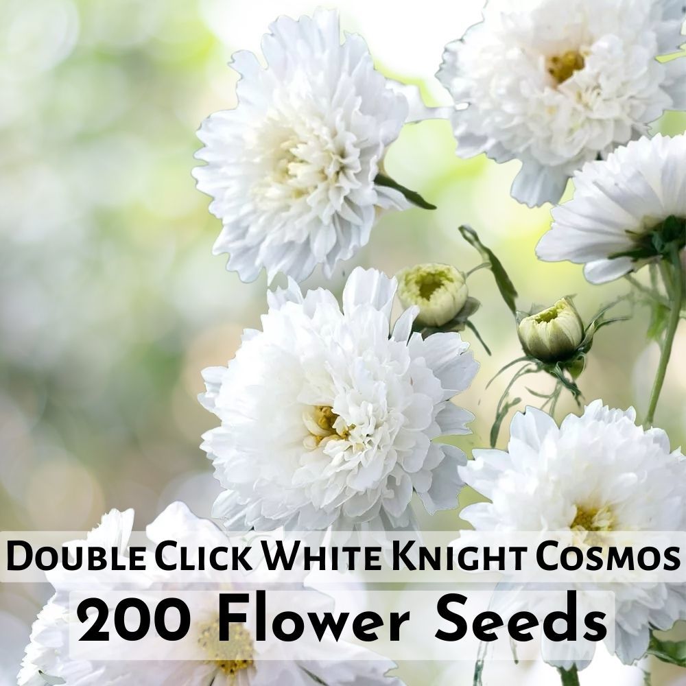200 Seeds Double Click White Knight Cosmos Flower Seeds – Pristine White... - $11.90