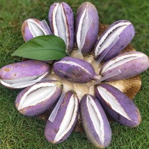 Fresh Seeds 20Pcs Holboellia Latifolia Wall Fruit Seeds Chines Wild Banana Fruit - £11.27 GBP