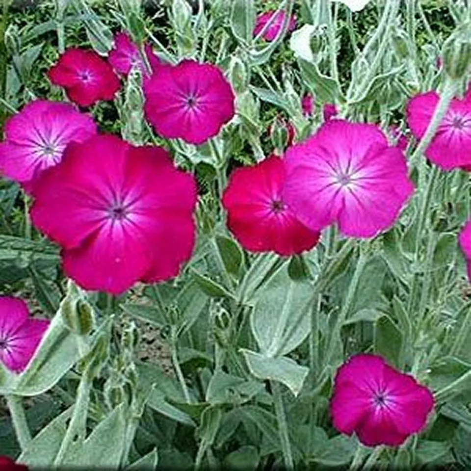 US Seller Lychnis Coronaria 100 Seeds - $9.76