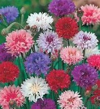 Grow In US Bachelor Button Tall Mix Seeds 50 Seeds Beautiful Bright Blooms  - £7.21 GBP