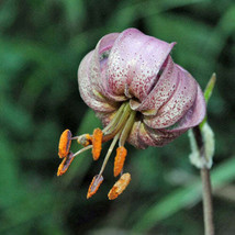 Lilium martagon var pilosiusculum 10 Seeds - £18.55 GBP