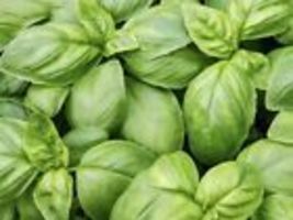 Italian Sweet Basil Herb Garden 200 Seeds NonGMO Organic Edible - £8.74 GBP