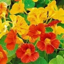 Nasturtium, Dwarf, Jewel Mix, 200 Seeds Newly Harvested-Beautiful Flower - £4.71 GBP